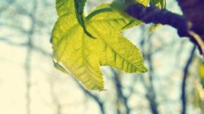 Thông báo tổ chức Ngày hội Quốc phòng toàn dân năm 2026